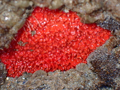 Endectyon hispitumulus