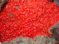Endectyon hispitumulus