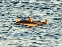 Tursiops aduncus