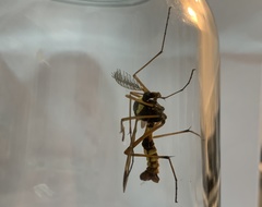 Ctenophora ornata