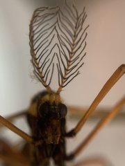 Ctenophora ornata