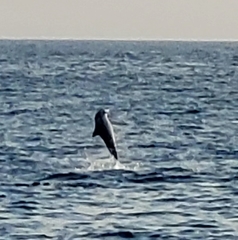 Tursiops aduncus