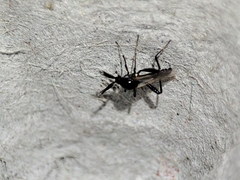 Serromyia