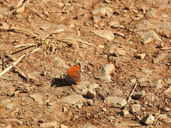 Lycaena asabinus
