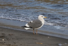 Larus argentatus