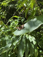 Siproeta epaphus trayja