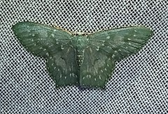 Chloropteryx diluta