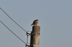 Falco tinnunculus