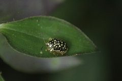 Charidotis auroguttata