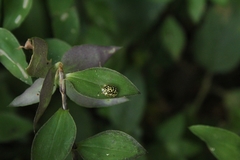 Charidotis auroguttata