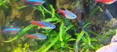 Paracheirodon innesi