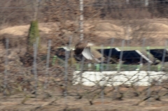 Falco tinnunculus