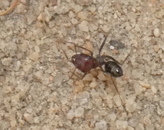 Cataglyphis adenensis