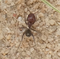 Cataglyphis adenensis