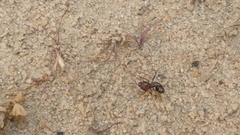 Cataglyphis adenensis