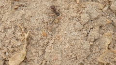 Cataglyphis adenensis