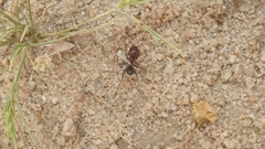 Cataglyphis adenensis