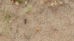 Cataglyphis adenensis