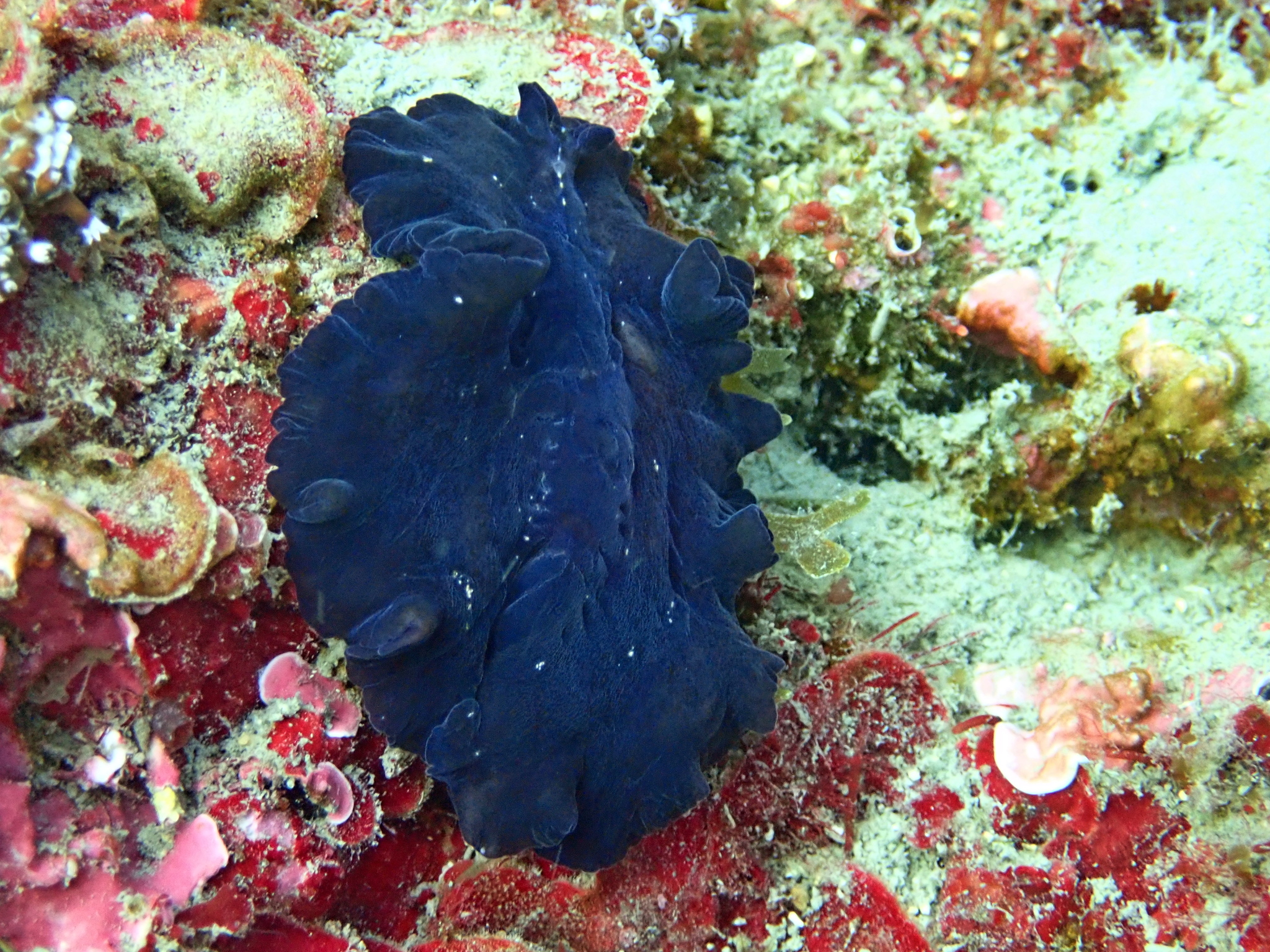 Pseudoceros velutinus (Blanchard, 1847)