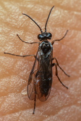 Periclista