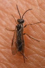 Periclista
