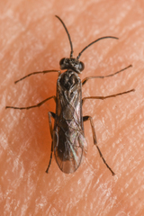 Periclista