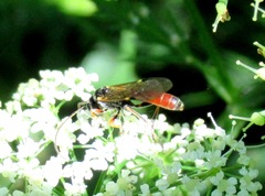 Tryphoninae