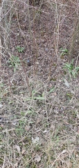 Himantoglossum hircinum