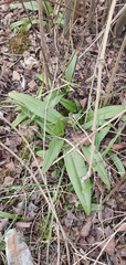 Himantoglossum hircinum