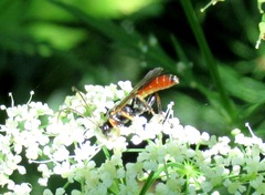 Tryphoninae