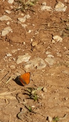 Lycaena asabinus