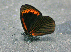 Lymanopoda acraeida