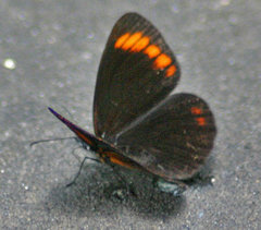 Lymanopoda acraeida