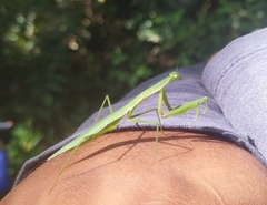 Eumusonia