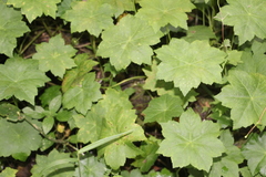 Hydrocotyle humboldtii