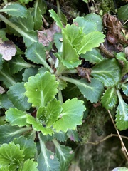Saxifraga spathularis