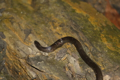 Atractus werneri