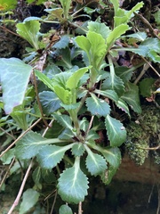 Saxifraga spathularis