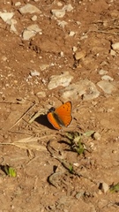 Lycaena asabinus