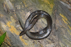 Atractus werneri