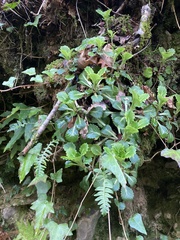 Saxifraga spathularis