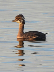 Podiceps occipitalis