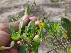 Ceropegia candelabrum