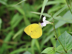 Eurema nicevillei