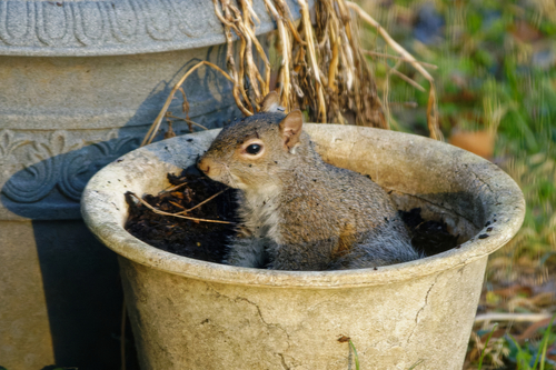 Eastern Gray Squirrel photographed in Tennessee
