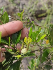 Ceropegia candelabrum