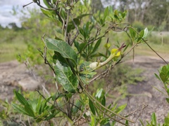 Ceropegia candelabrum