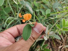 Tephrosia tinctoria