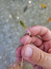 Halophila