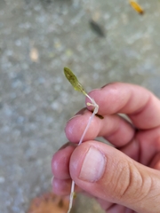 Halophila